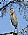 Heron in a Tree