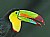 Keel-billed Toucan