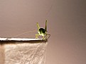 Picture Title - Grasshoppers
