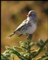 Picture Title - Common Redpoll