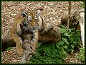 Picture Title - Tiger