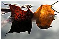 Picture Title - Autumn leaves