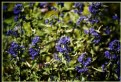Picture Title - Lavenders blue