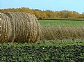 Picture Title - Fall Bales
