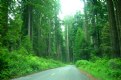 Picture Title - A Drive Through The Redwoods