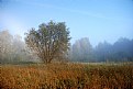 Picture Title - Misty morning