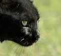 Picture Title - Black Cat
