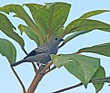 Picture Title - Palm Tanager