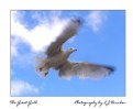 Picture Title - Jonathan, The Great Gull