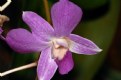 Picture Title - Purple Orchid