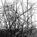 Picture Title - bramble bush