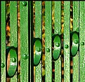 Picture Title - Green Railings