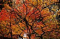 Picture Title - From under the canopy...