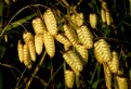 Picture Title - Rattle Snake Grass