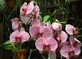 Picture Title - Orchids