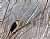 Yellow-headed Blackbird