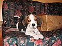 Picture Title - Mork when puppy