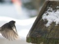 Picture Title - Snowy landing