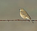 Picture Title - American Pipit
