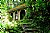 Tribal Amazonian Woman of El Yunque Rain Forest