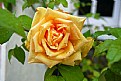 Picture Title - Laughing Rose