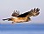 Northern Harrier Cruising