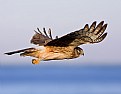 Picture Title - Northern Harrier Cruising