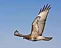 Picture Title - Red-tail Hawk fly by