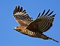 Picture Title - Red-shouldered Hawk fly by 