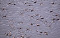Picture Title - Water strider-2