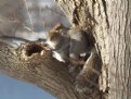 Picture Title - Squirrel buddies II