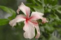 Picture Title - Pink Hibiscus