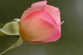 Picture Title - Young Rose Bud