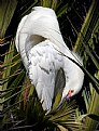Picture Title - Snowy Egret Preening