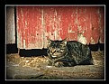 Picture Title - Barn Cat