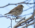 Picture Title - Female House Finch