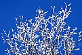 Picture Title - Winter Coat