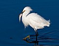 Picture Title - Proud Snowy Egret