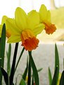 Picture Title - Daffodil