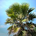 Picture Title - palm