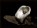 Picture Title - Calla