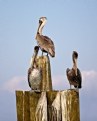 Picture Title - Pelicans