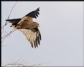 Picture Title - Dark Morph Rough-legged Hawk