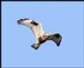 Picture Title - Light Morph Rough-legged Hawk