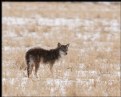 Picture Title - Coyote