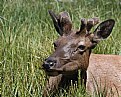Picture Title - Young Bull Elk