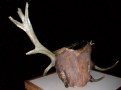 Picture Title - Elk Horn Tree