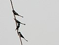 Picture Title - Black Drongos