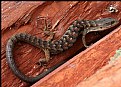 Picture Title - Long Tailed Lizard