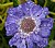 Blue Scabious